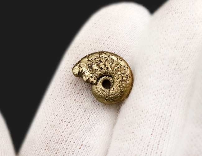 フランス・アヴェロン産の黄鉄鉱化アンモナイト（Ammonite）（その3）