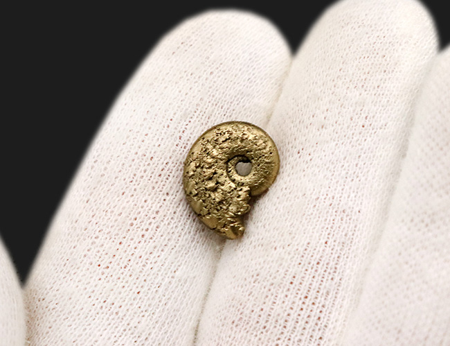 フランス・アヴェロン産の黄鉄鉱化アンモナイト（Ammonite）（その4）