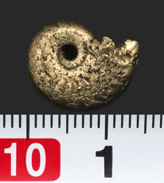 フランス・アヴェロン産の黄鉄鉱化アンモナイト（Ammonite）（その5）