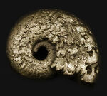 フランス・アヴェロン産の黄鉄鉱化アンモナイト（Ammonite）