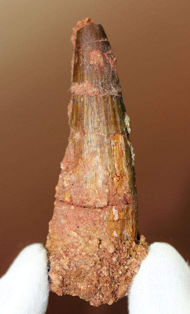 プレゼント品としてもおすすめ、人気恐竜スピノサウルス(Spinosaurus)の歯化石。8センチ級。(その1)