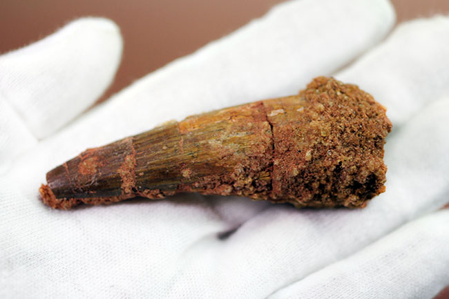 プレゼント品としてもおすすめ、人気恐竜スピノサウルス(Spinosaurus)の歯化石。8センチ級。(その2)