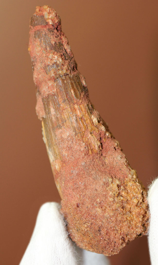 プレゼント品としてもおすすめ、人気恐竜スピノサウルス(Spinosaurus)の歯化石。8センチ級。(その5)