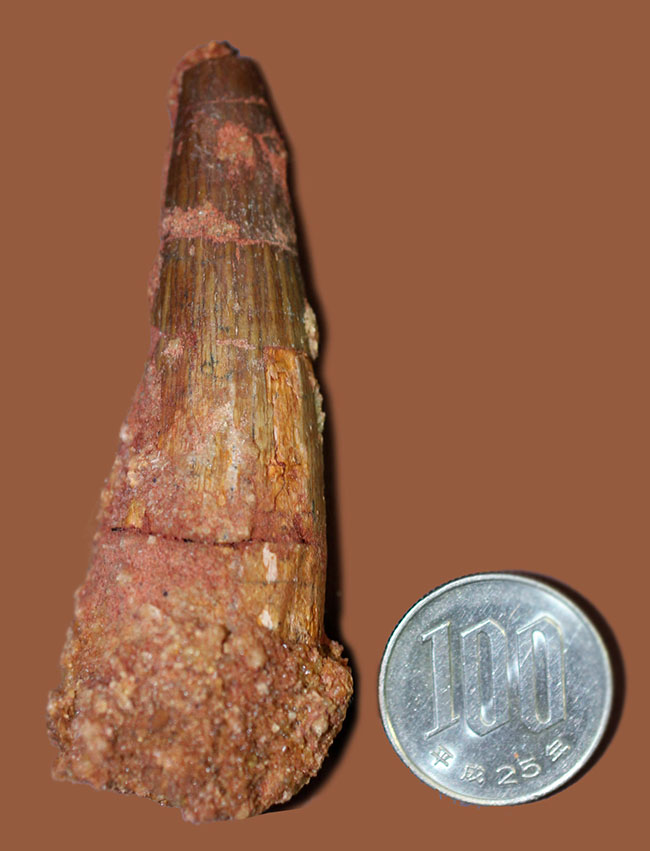 プレゼント品としてもおすすめ、人気恐竜スピノサウルス(Spinosaurus)の歯化石。8センチ級。(その6)