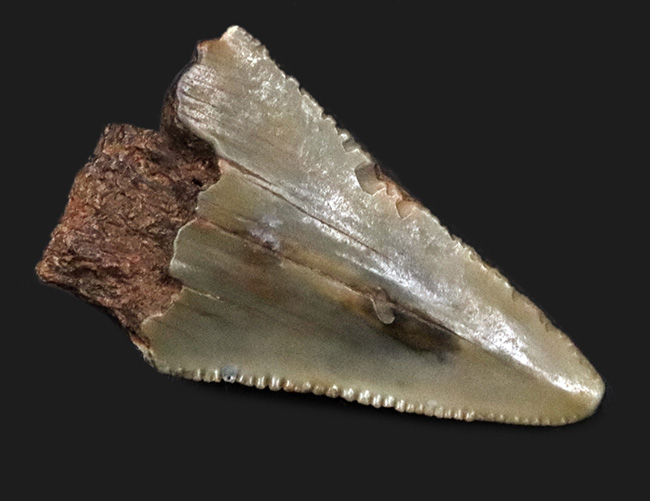 サービスプライス！史上最大級の絶滅ザメ、メガロドンの歯の先の化石（その1）