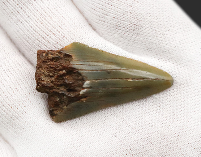 サービスプライス！史上最大級の絶滅ザメ、メガロドンの歯の先の化石