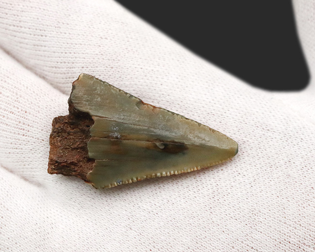 サービスプライス！史上最大級の絶滅ザメ、メガロドンの歯の先の化石