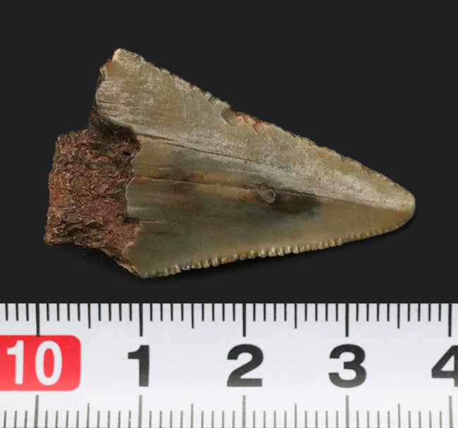 サービスプライス！史上最大級の絶滅ザメ、メガロドンの歯の先の化石