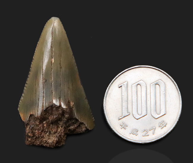 サービスプライス！史上最大級の絶滅ザメ、メガロドンの歯の先の化石