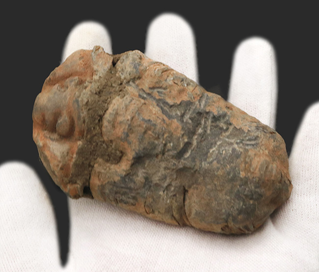 巨大芋虫のような風貌が魅力的！モロッコのオルドビス紀の地層から採集