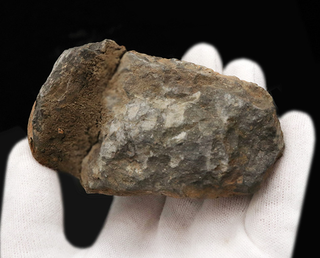 巨大芋虫のような風貌が魅力的！モロッコのオルドビス紀の地層から採集された三葉虫、カリメネ（Calymene）の化石（その5）