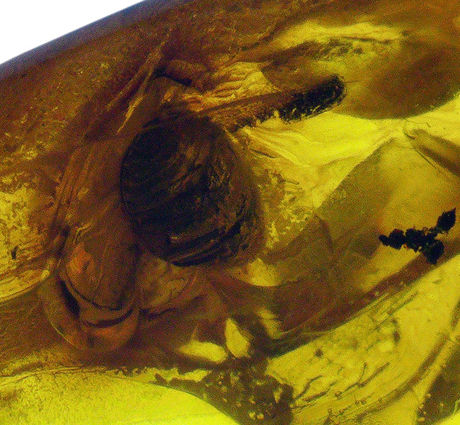 希少！甲虫を内包したバルト海産琥珀（Amber）を使ったペンダントトップ（シルバーチェーン、高級ジュエリーケース付き）（その5）