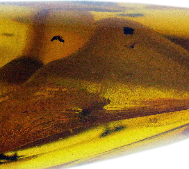 希少！甲虫を内包したバルト海産琥珀（Amber）を使ったペンダントトップ（シルバーチェーン、高級ジュエリーケース付き）（その7）