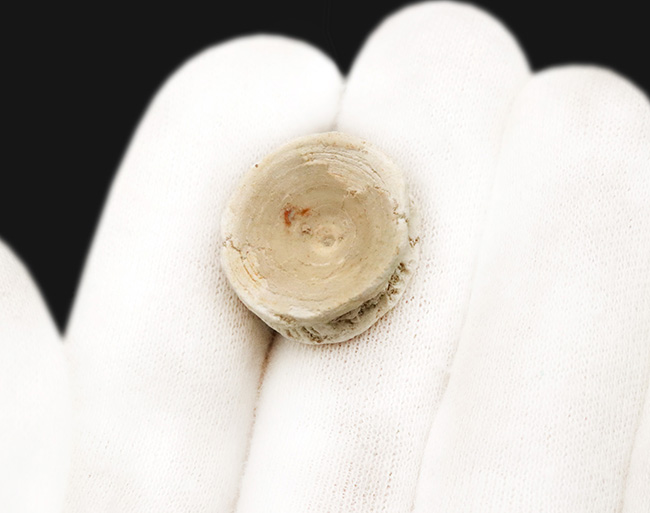 モササウルス類と同じ時代・地域に生きていた魚類由来と思しき脊椎骨化石（その4）