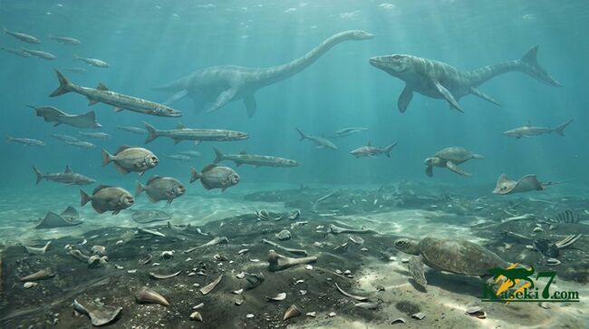 モササウルス類と同じ時代・地域に生きていた魚類由来と思しき脊椎骨化石（その8）