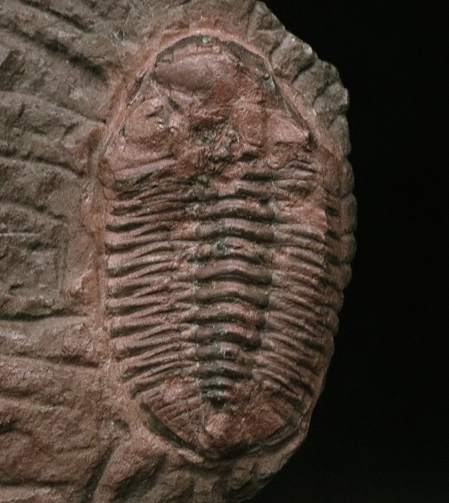 非常に珍しいオルドビス紀の三葉虫、ファコプス目に属するカルモニア科(Calmoniidae)の化石(その1)