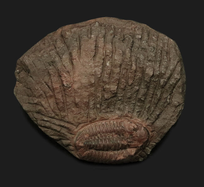 非常に珍しいオルドビス紀の三葉虫、ファコプス目に属するカルモニア科(Calmoniidae)の化石(その2)