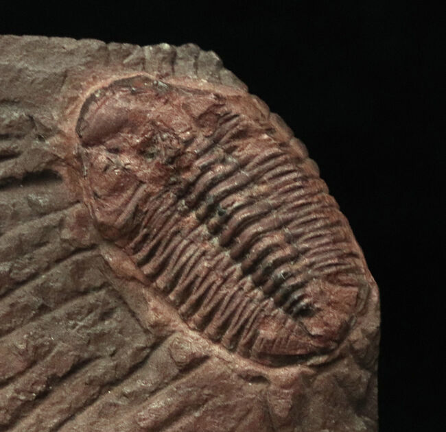 非常に珍しいオルドビス紀の三葉虫、ファコプス目に属するカルモニア科(Calmoniidae)の化石(その3)