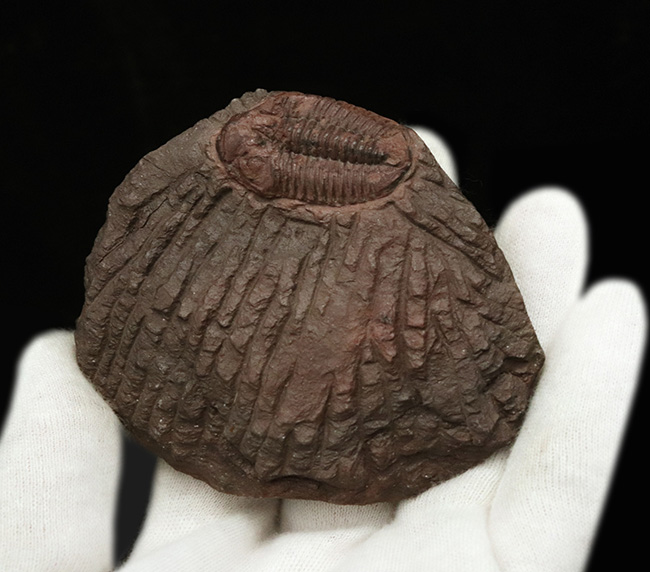 非常に珍しいオルドビス紀の三葉虫、ファコプス目に属するカルモニア科(Calmoniidae)の化石(その4)