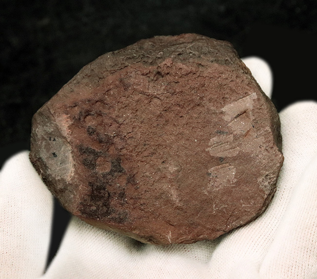 非常に珍しいオルドビス紀の三葉虫、ファコプス目に属するカルモニア科(Calmoniidae)の化石(その5)