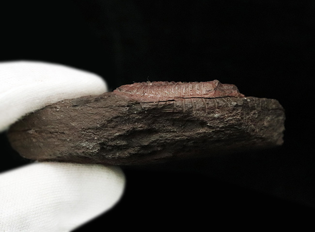 非常に珍しいオルドビス紀の三葉虫、ファコプス目に属するカルモニア科(Calmoniidae)の化石(その6)