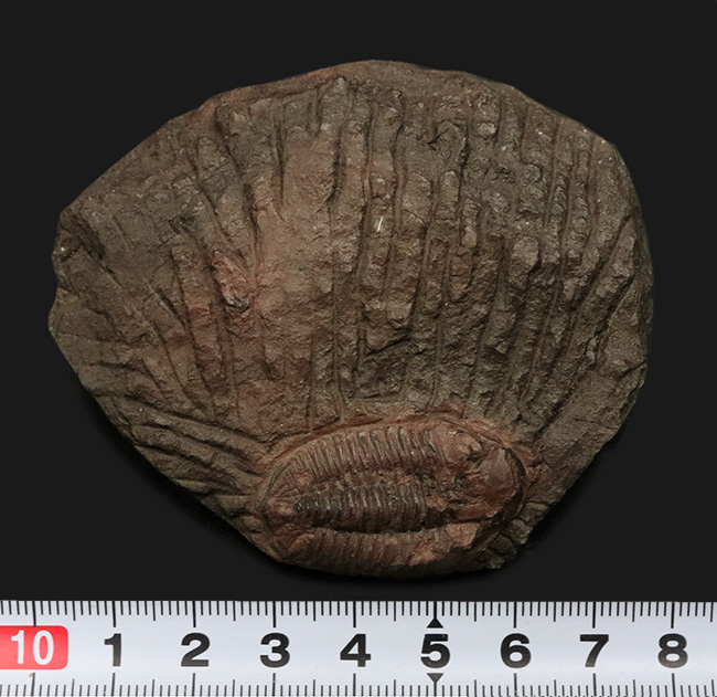 非常に珍しいオルドビス紀の三葉虫、ファコプス目に属するカルモニア科(Calmoniidae)の化石(その7)