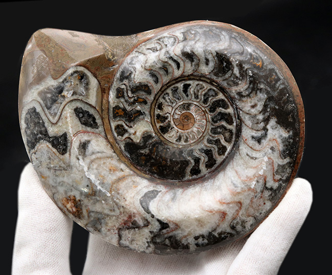 古生代デボン紀の海の主役の一つ、アンモナイトの祖先、ゴニアタイト