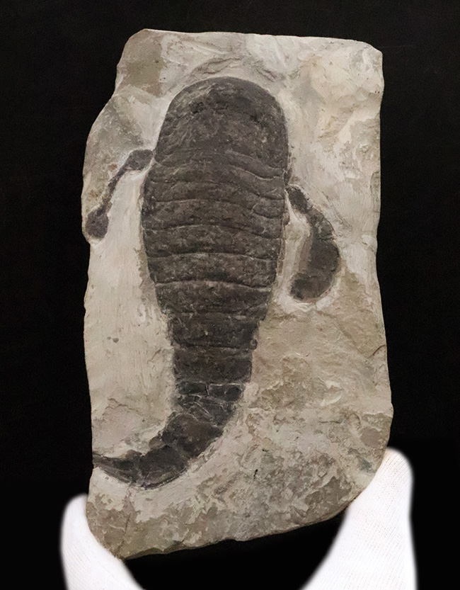 頭部・パドル・尾剣が揃った完品……玉数が限られた、ユーリプテルス・レミペス（Eurypterus remipes）のトップグレード標本（その1）