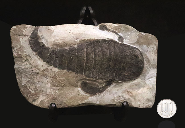 頭部・パドル・尾剣が揃った完品……玉数が限られた、ユーリプテルス・レミペス（Eurypterus remipes）のトップグレード標本（その10）