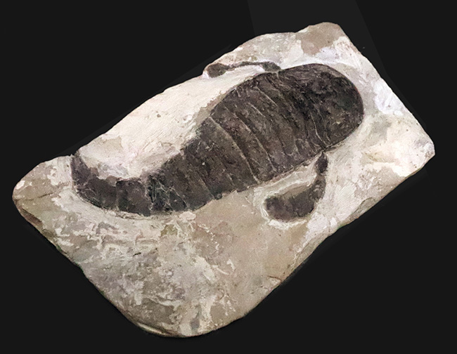 頭部・パドル・尾剣が揃った完品……玉数が限られた、ユーリプテルス・レミペス（Eurypterus remipes）のトップグレード標本（その2）