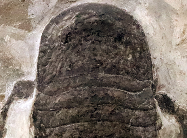 頭部・パドル・尾剣が揃った完品……玉数が限られた、ユーリプテルス・レミペス（Eurypterus remipes）のトップグレード標本（その3）