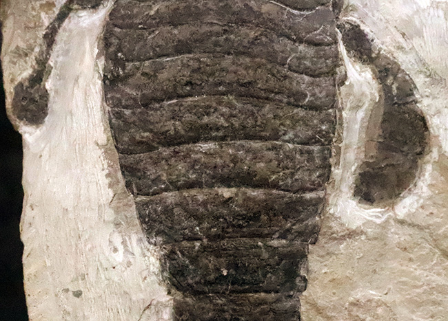 頭部・パドル・尾剣が揃った完品……玉数が限られた、ユーリプテルス・レミペス（Eurypterus remipes）のトップグレード標本（その4）