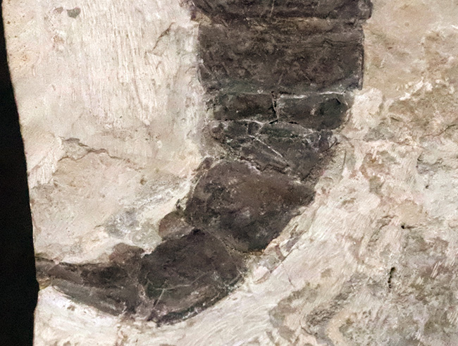 頭部・パドル・尾剣が揃った完品……玉数が限られた、ユーリプテルス・レミペス（Eurypterus remipes）のトップグレード標本（その5）