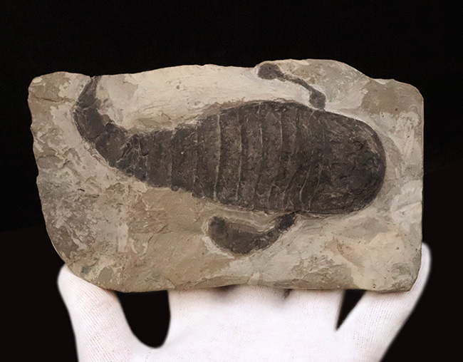 頭部・パドル・尾剣が揃った完品……玉数が限られた、ユーリプテルス・レミペス（Eurypterus remipes）のトップグレード標本（その6）