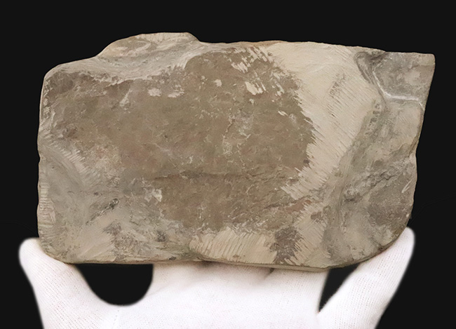 頭部・パドル・尾剣が揃った完品……玉数が限られた、ユーリプテルス・レミペス（Eurypterus remipes）のトップグレード標本（その7）