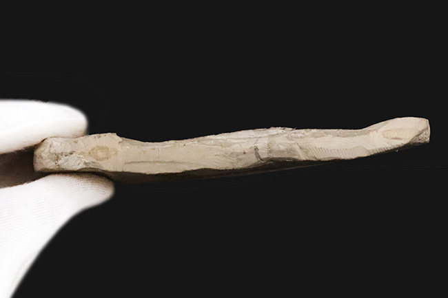 頭部・パドル・尾剣が揃った完品……玉数が限られた、ユーリプテルス・レミペス（Eurypterus remipes）のトップグレード標本（その8）