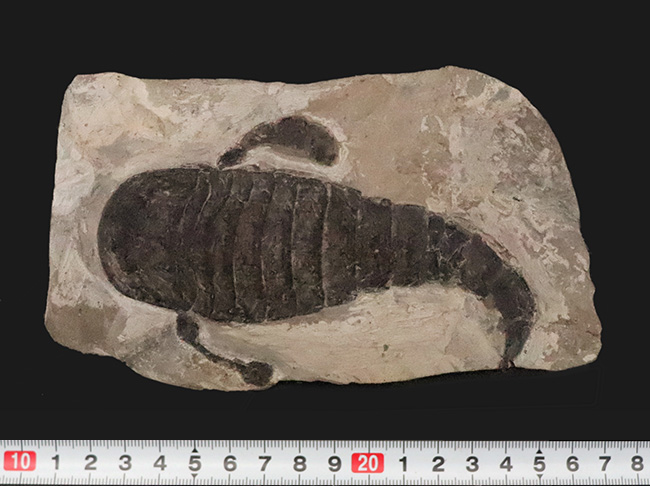 頭部・パドル・尾剣が揃った完品……玉数が限られた、ユーリプテルス・レミペス（Eurypterus remipes）のトップグレード標本（その9）