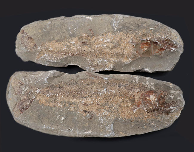 １億年前の古代魚を内包した典型的な美しいノジュール化石（その1）