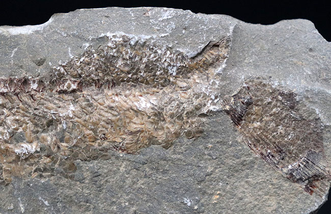 １億年前の古代魚を内包した典型的な美しいノジュール化石（その10）