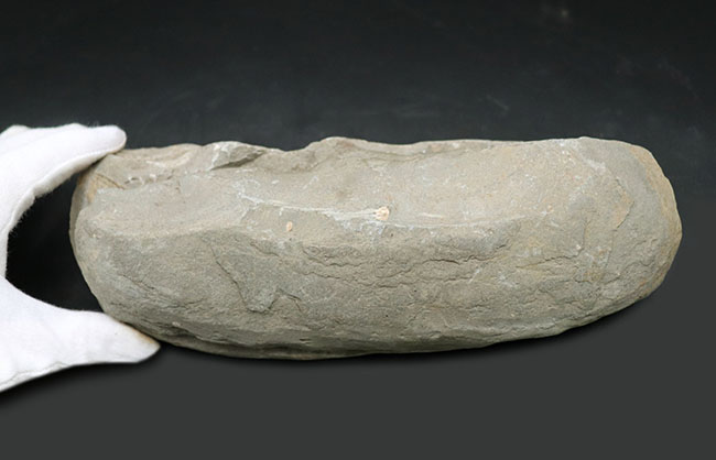 １億年前の古代魚を内包した典型的な美しいノジュール化石（その11）