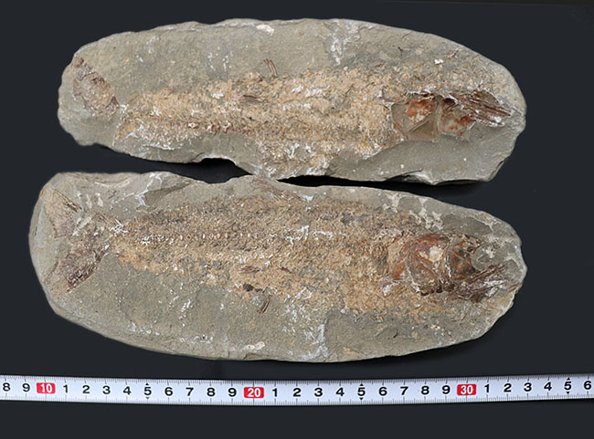 １億年前の古代魚を内包した典型的な美しいノジュール化石（その12）