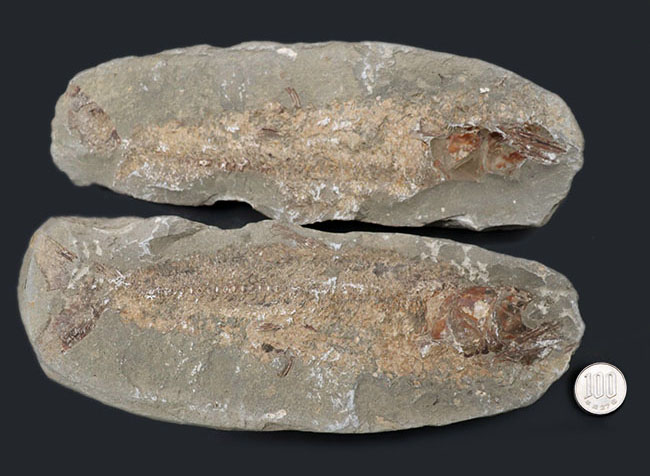 1億年前の古代魚を内包した典型的な美しいノジュール化石 化石 販売