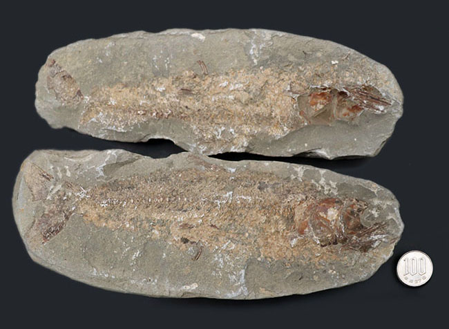 １億年前の古代魚を内包した典型的な美しいノジュール化石（その13）