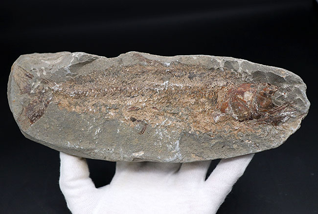 １億年前の古代魚を内包した典型的な美しいノジュール化石（その2）