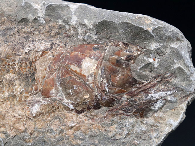 １億年前の古代魚を内包した典型的な美しいノジュール化石（その3）