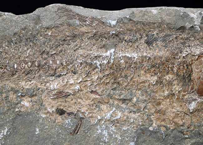 １億年前の古代魚を内包した典型的な美しいノジュール化石（その4）