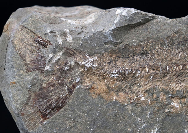 １億年前の古代魚を内包した典型的な美しいノジュール化石（その5）