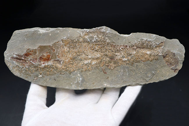 １億年前の古代魚を内包した典型的な美しいノジュール化石（その6）