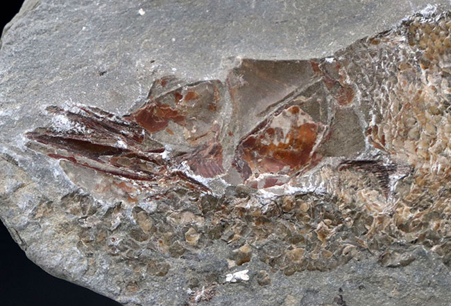 １億年前の古代魚を内包した典型的な美しいノジュール化石（その7）