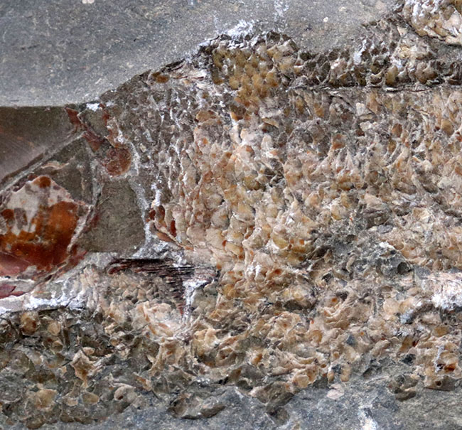 １億年前の古代魚を内包した典型的な美しいノジュール化石（その8）